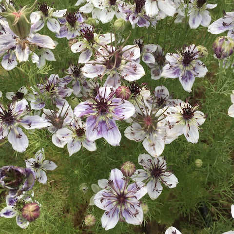 Nigella, Delft Blue