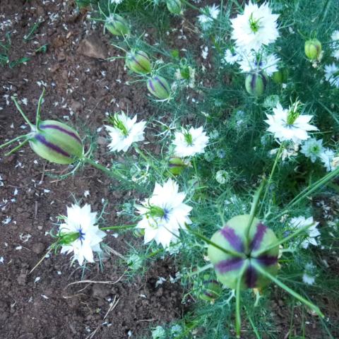 Nigella, White