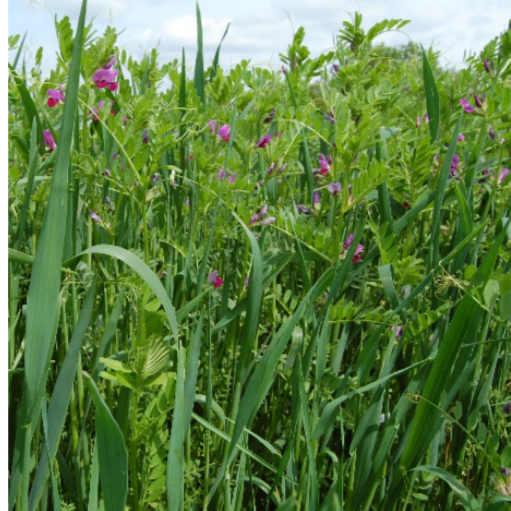 Cover Crop, Cool Season Soil Building Mix