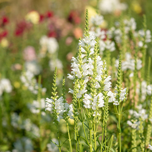 Crystal Peak Obedient Plant, organic, open pollinated, cut flower