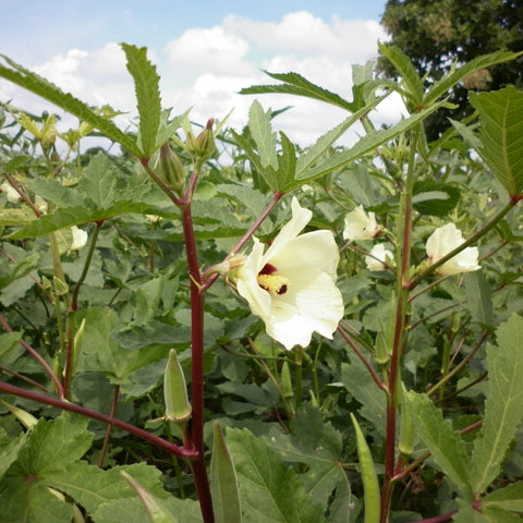 Okra, Clemson Spineless