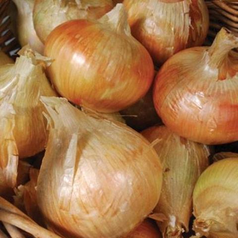 Onion, Ailsa Craig