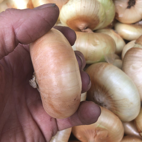 Onion, Cippola Borettana