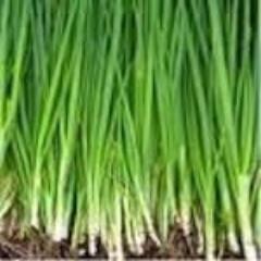 Onion, Evergreen Hardy Bunching