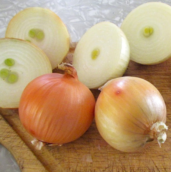 Onion, Front Range Yellow Globe