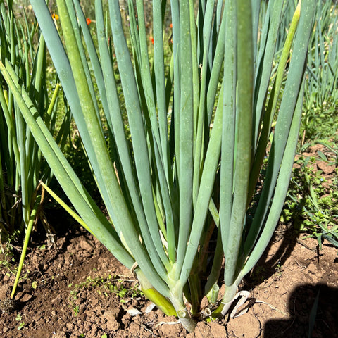 Onion, Welsh Bunching