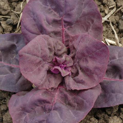 Orach, Purple Mountain Spinach