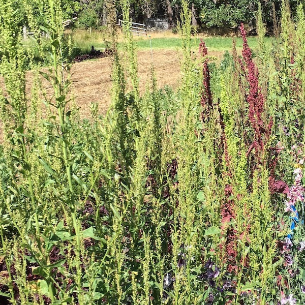 Orach, Plume Series, organic, open pollinated, cut flower