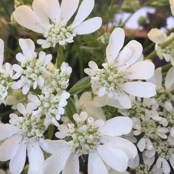 White Finch Orlaya, organic, open pollinated, cut flower, filler