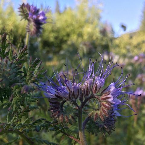 Phacelia, Bee's Friend