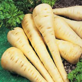 Parsnip, Hollow Crown