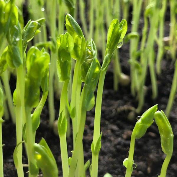 Cover Crop, Peas, Dunedale