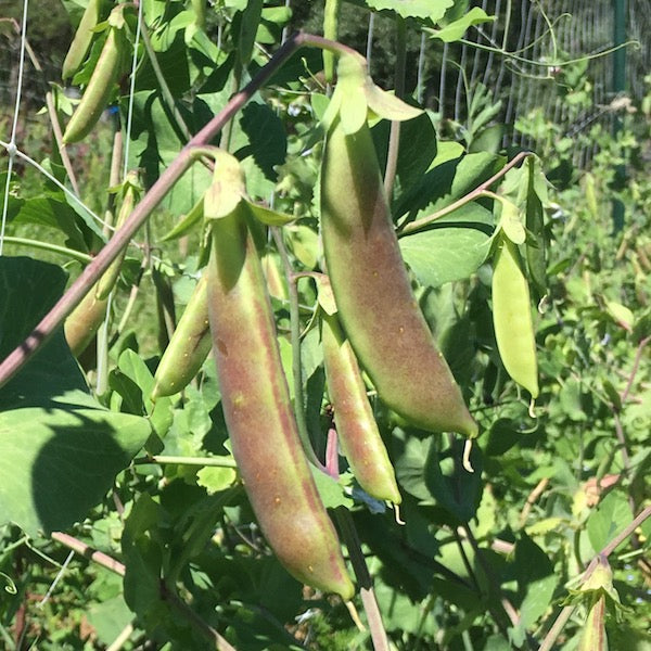 Spring Blush Peas, organic, open pollinated