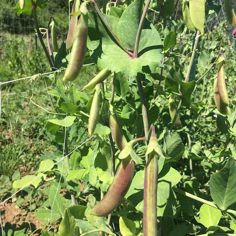 Peas, Spring Blush