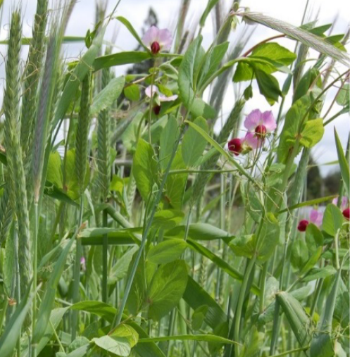 Cover Crop, Cool Season Soil Building Mix