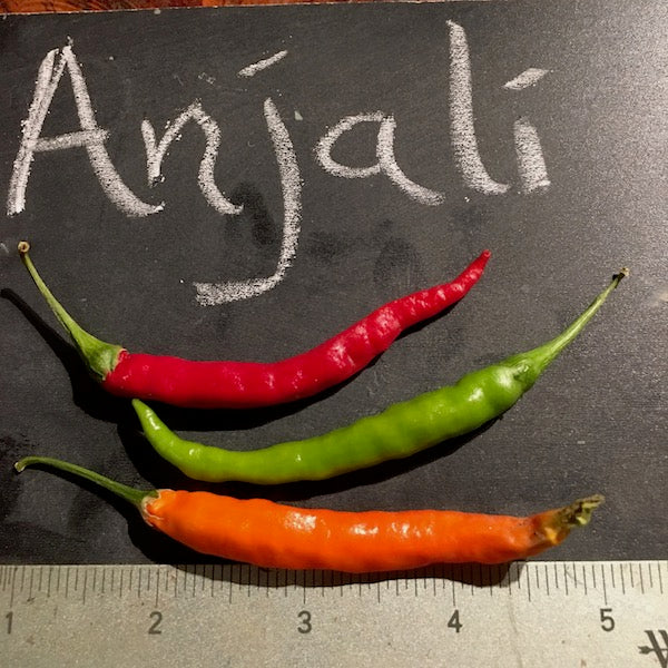 Anjali Pepper, organic, open pollinated
