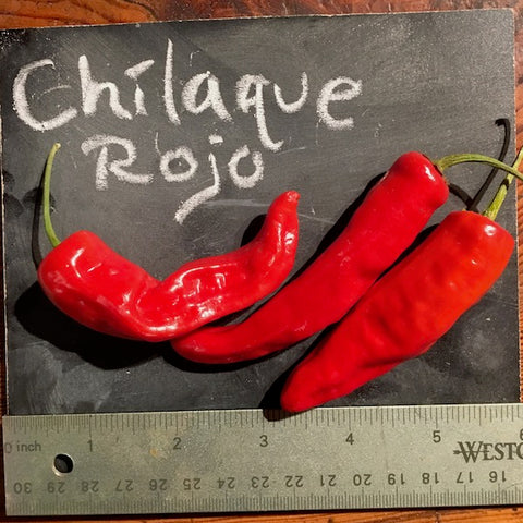 Pepper, Chilhuacle Rojo