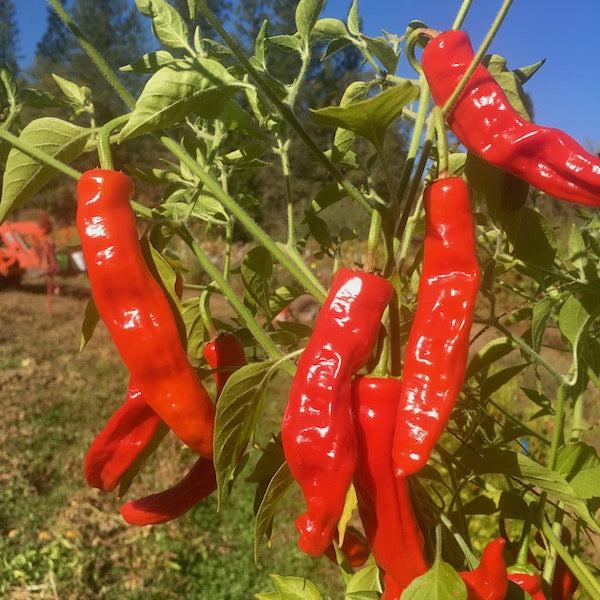 Chilaque Rojo Chili, organic, open pollinated