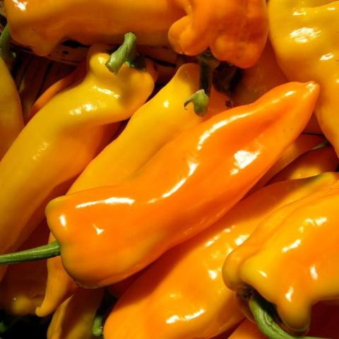 Pepper, Gatherer's Gold
