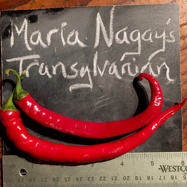 Maria Nagay's Transylvanian Pepper, organic, open pollinated