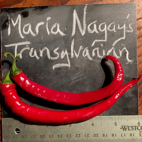 Pepper, Maria Nagy’s Transylvanian