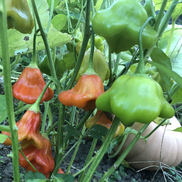 Pepper, Nepali