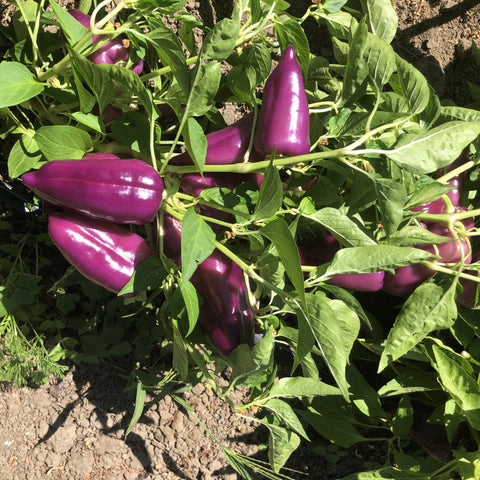 Pepper, Oda Purple