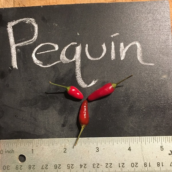 Pequin Pepper, organic, open pollinated