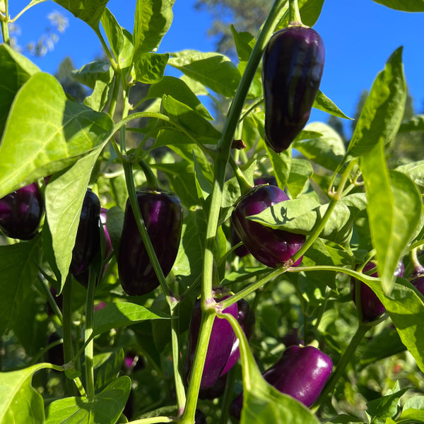 Pepper, Purple Picnic