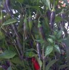 Pepper, Cayenne, Purple Firecracker