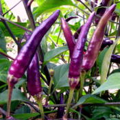 Pepper, Cayenne, Purple Firecracker