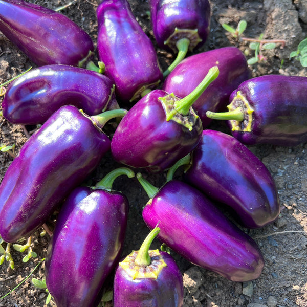 Pepper, Purple Picnic