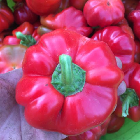 Pepper, Red Ruffled Pimento