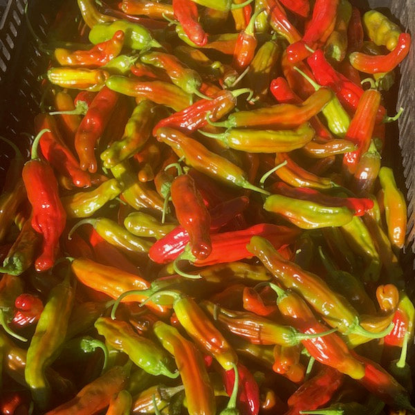 Shishito Pepper, organic, open pollinated