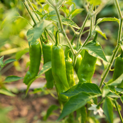 Pepper, Shishito