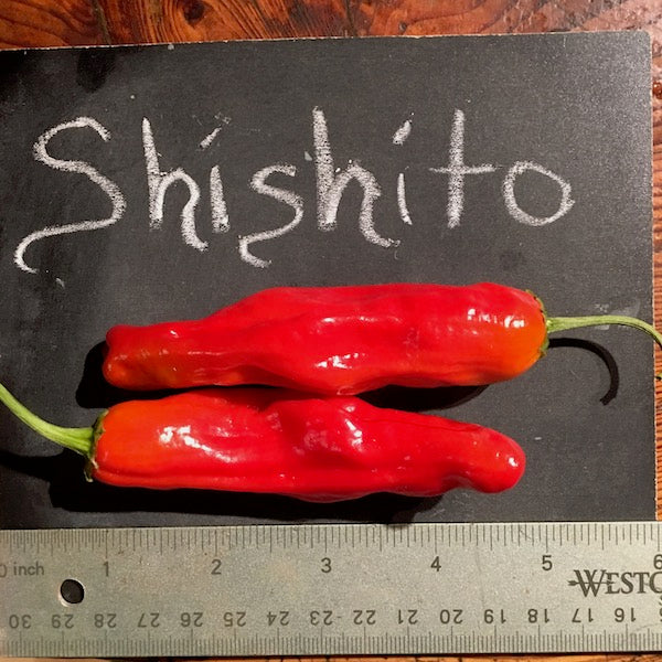 Shishito Pepper, organic, open pollinated