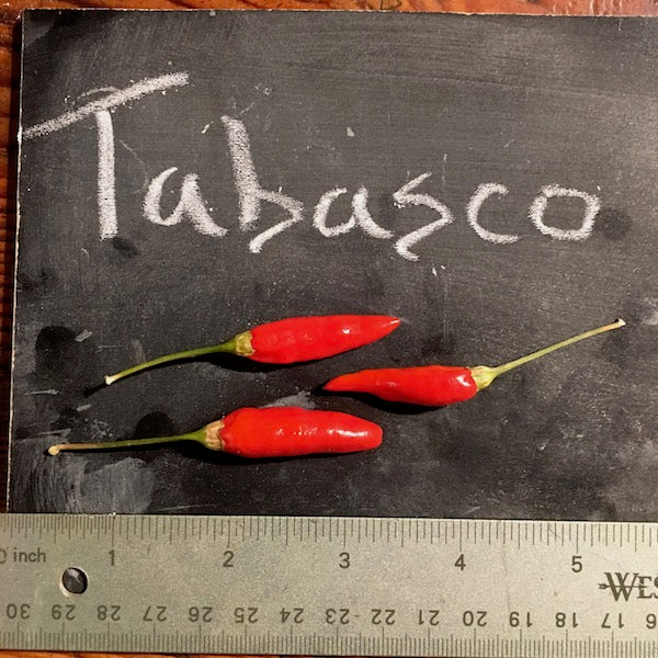 Tabasco, organic, open pollinated