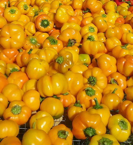 Pepper, Tangerine Pimento