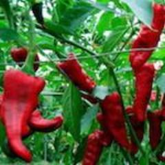 Pepper, Chimayo