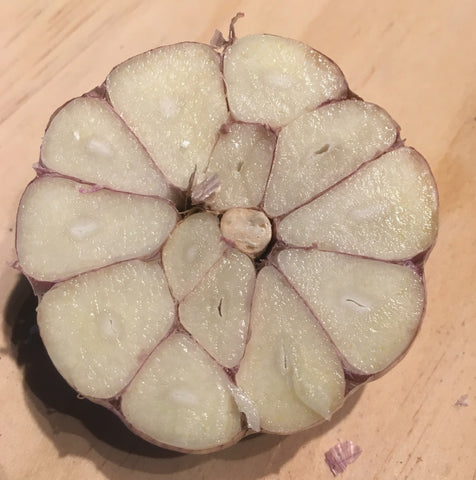 Garlic Sampler, Hardneck