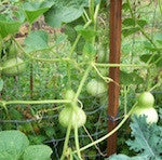 Gourd, Peyote Rattle