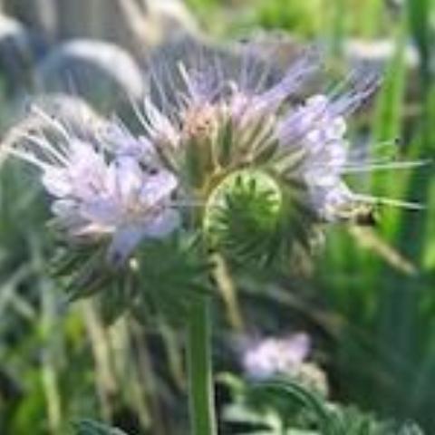 Phacelia, organic, open pollinated, cover crop