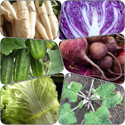 Pickle Garden Bundle