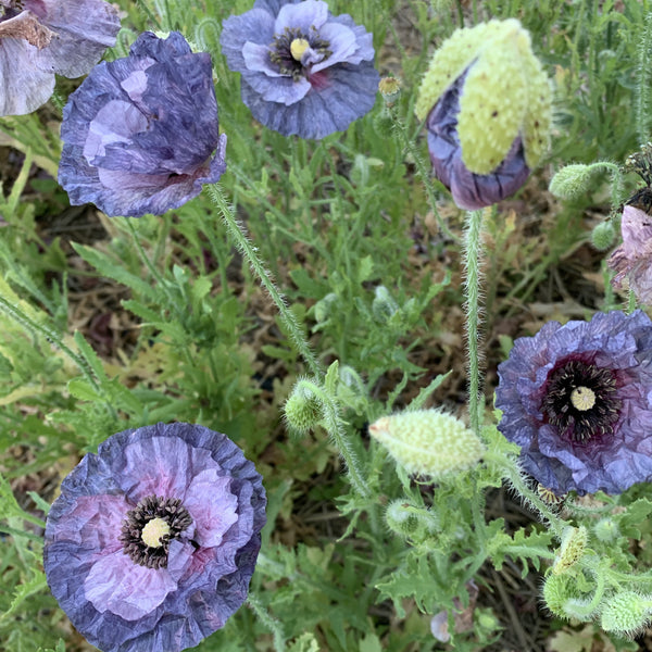 Poppy, Amazing Grey Shirley, Organic, Cut Flower