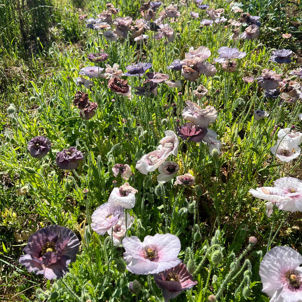 Poppy, Amazing Grey Shirley