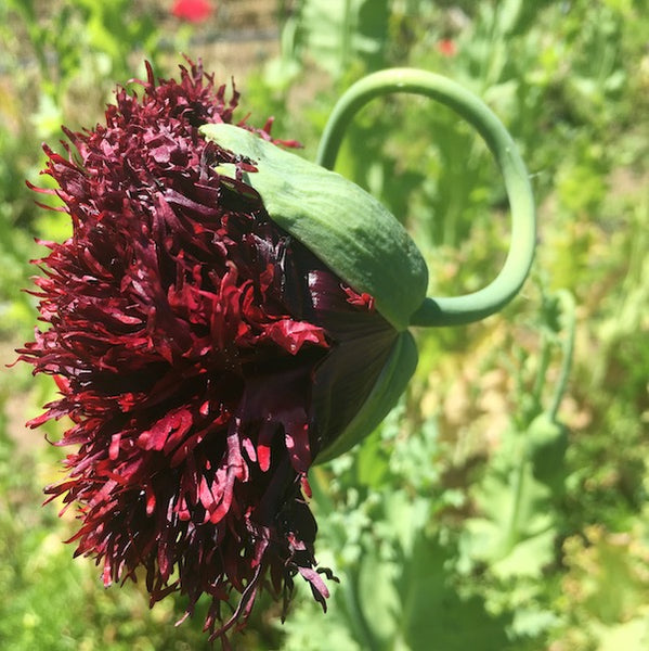 Black Swan Poppy, organic, open pollinated, cut flower
