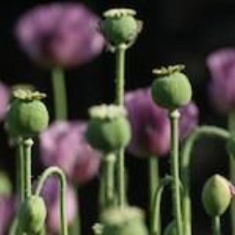 Hungarian Breadseed Poppy, organic, open pollinated, edible flower