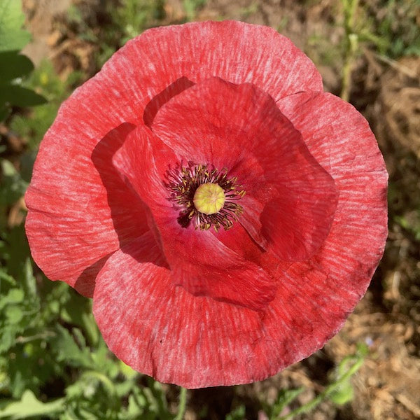 Mother of Pearl Poppy, organic, open pollinated, cut flower