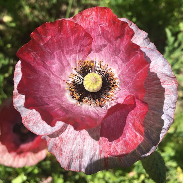 Mother of Pearl Poppy, organic, open pollinated, cut flower