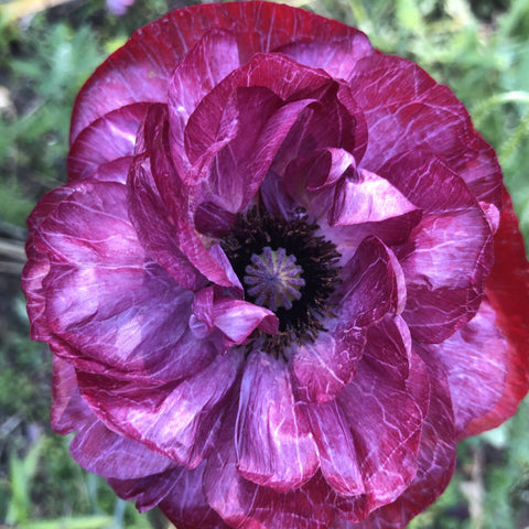 Poppy, Pandora Shirley